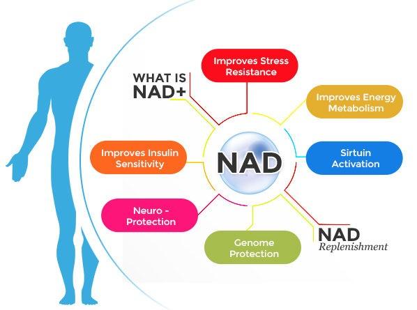NAD和NAD+到底有什么区别：一篇讲清楚两种说法的来龙去脉