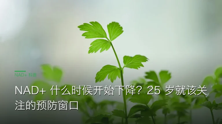 SY044NAD25岁衰减预防 cover 20260612 NAD+ 什么时候开始下降?25 岁就该关注的预防窗口