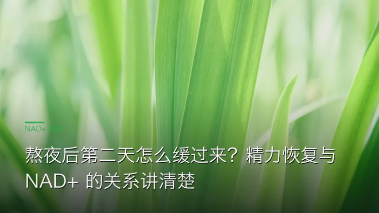 SY050熬夜恢复精力 cover 20260612 熬夜后第二天怎么缓过来？精力恢复与 NAD+ 的关系讲清楚
