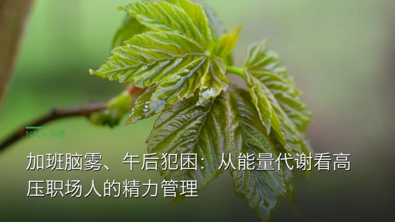 SY051加班脑雾午后犯困 cover 20260612 加班脑雾、午后犯困：从能量代谢看高压职场人的精力管理