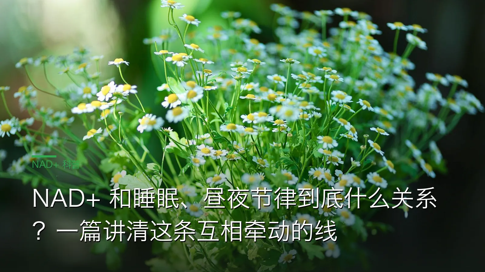 NAD+ 与睡眠、昼夜节律双向关系示意图：生物钟给 NAD+ 合成定节奏、NAD+ 反过来参与节律调节
