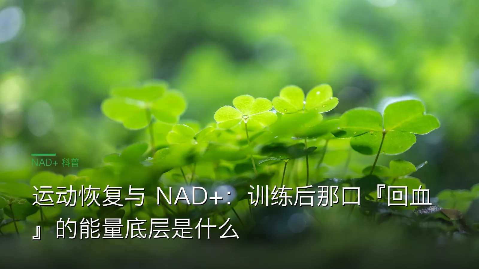 运动恢复 NAD+ 与线粒体能量关系示意图：前体、内循环、甲基化三位一体补给思路