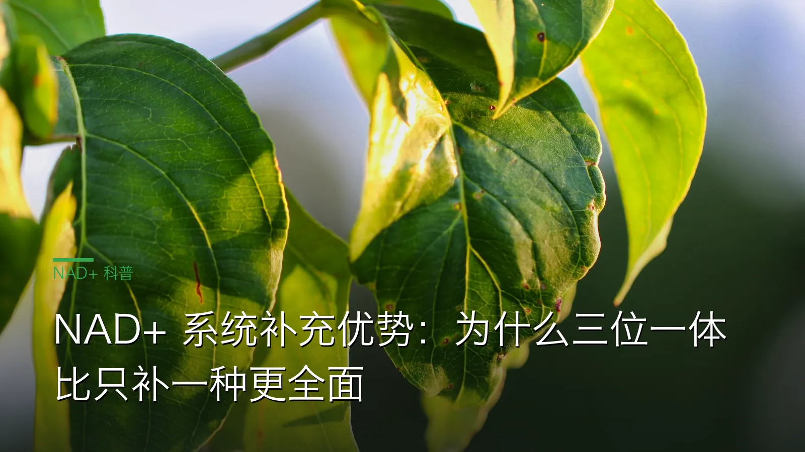 NAD+ 系统补充三层结构示意图：前体输入、内循环回收、甲基化支持
