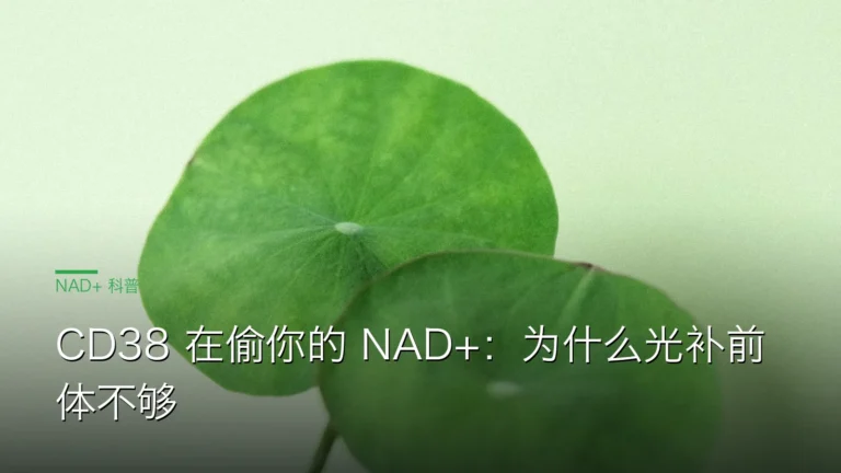 SY057CD38内循环 cover 20260613 CD38 在偷你的 NAD+：为什么光补前体不够