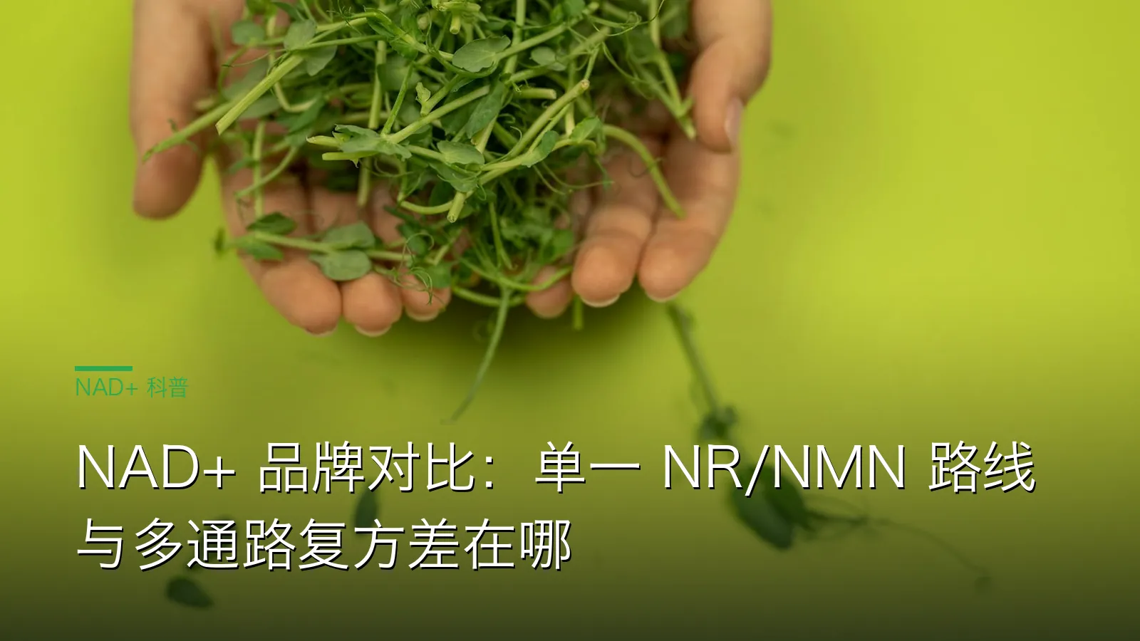 NAD+ 品牌对比示意图：单一 NR、单一 NMN 与多通路复方三类路线的通路与监管对照
