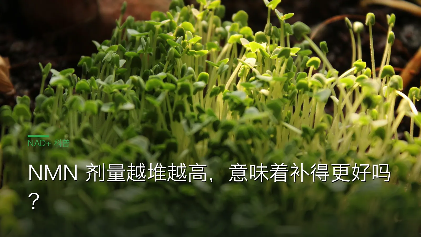 NMN 剂量越高越好吗示意图：300mg 到 1800mg 剂量军备与通路吸收效率对比