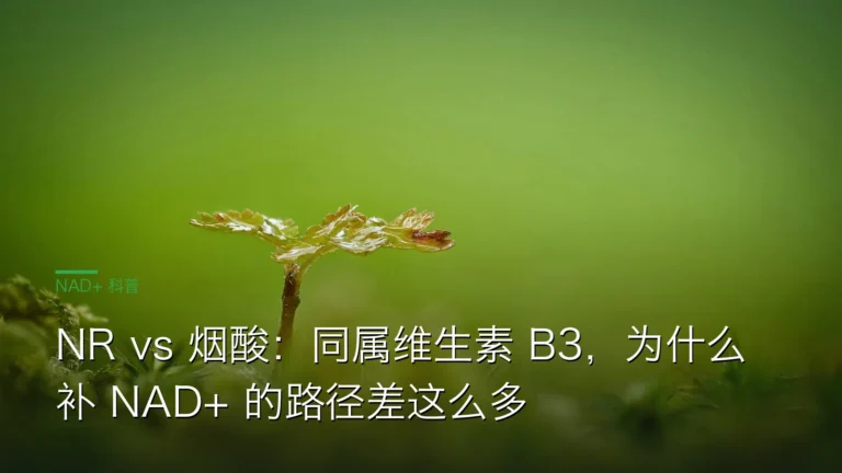 SY062NRvs烟酸B3 cover 20260613 NR vs 烟酸:同属维生素 B3,为什么补 NAD+ 的路径差这么多
